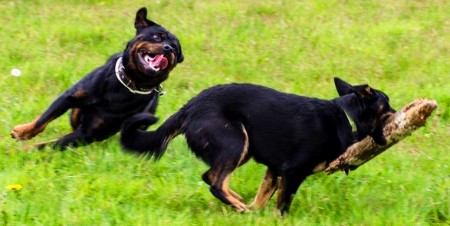 Attitüdenhunde Westerwald -mobiles Training für Hund & Mensch